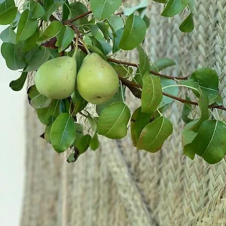 El Limonero * Villanueva De La Serena
