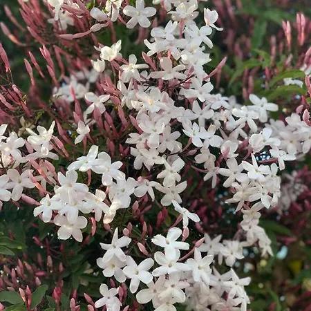El Limonero Landhuis Villanueva De La Serena