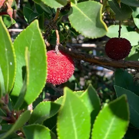 El Limonero Landhuis