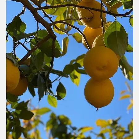 El Limonero Kır Evi *