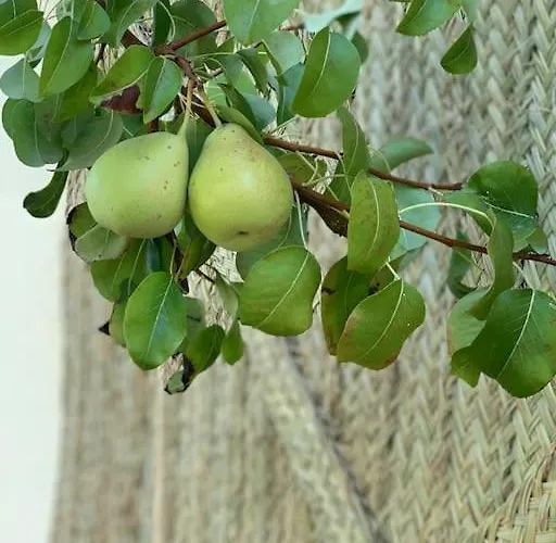 El Limonero * Villanueva De La Serena