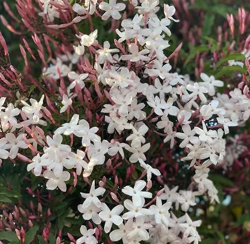 El Limonero Casa de Campo Villanueva De La Serena