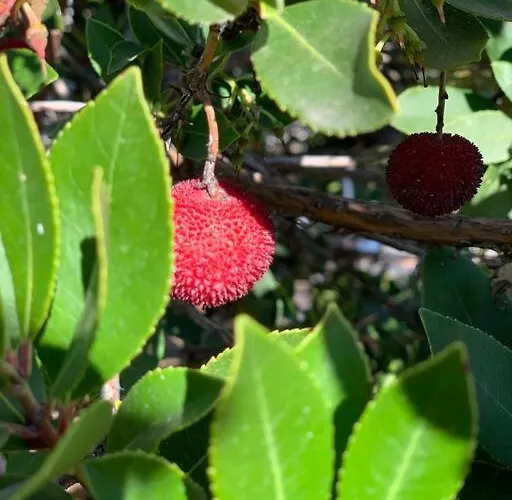 El Limonero Casa de Campo