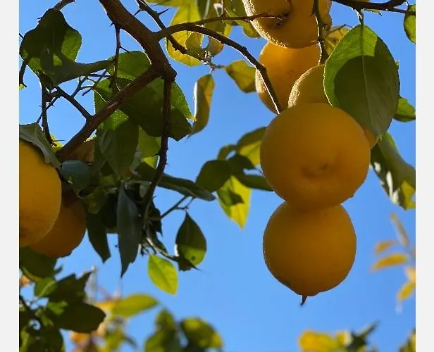 El Limonero Casa de Campo *