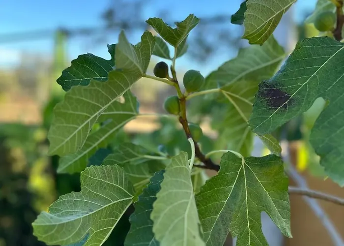 El Limonero Casa de Campo *